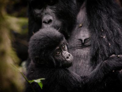 Uganda, Sanctuary Gorilla Forest Camp