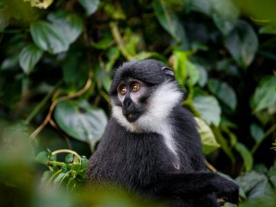 Uganda, Sanctuary Gorilla Forest Camp